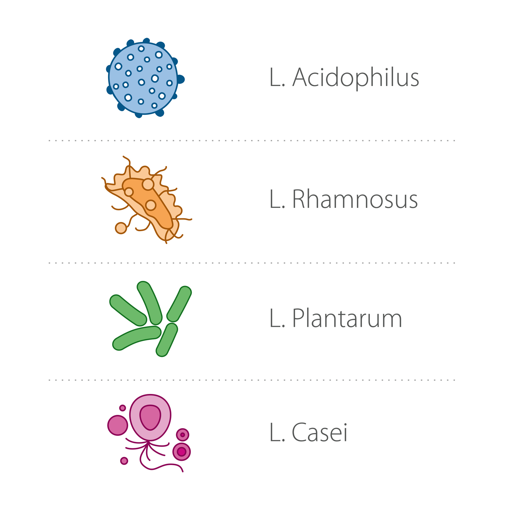 Lactobacilli - species
