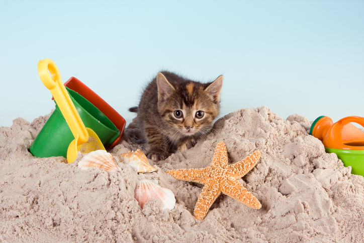 Kitten in the sandbox with baby scoop and moulds