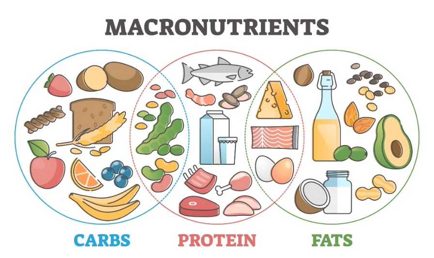 Macronutrients and their sources in the diet: carbohydrates, proteins and fats.