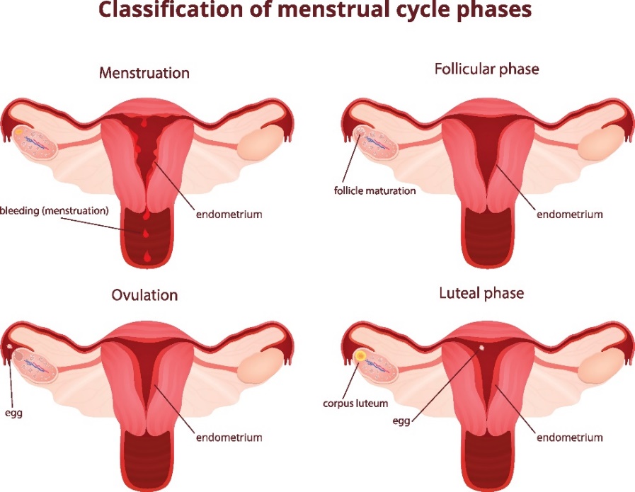 4 phases of the menstrual cycle