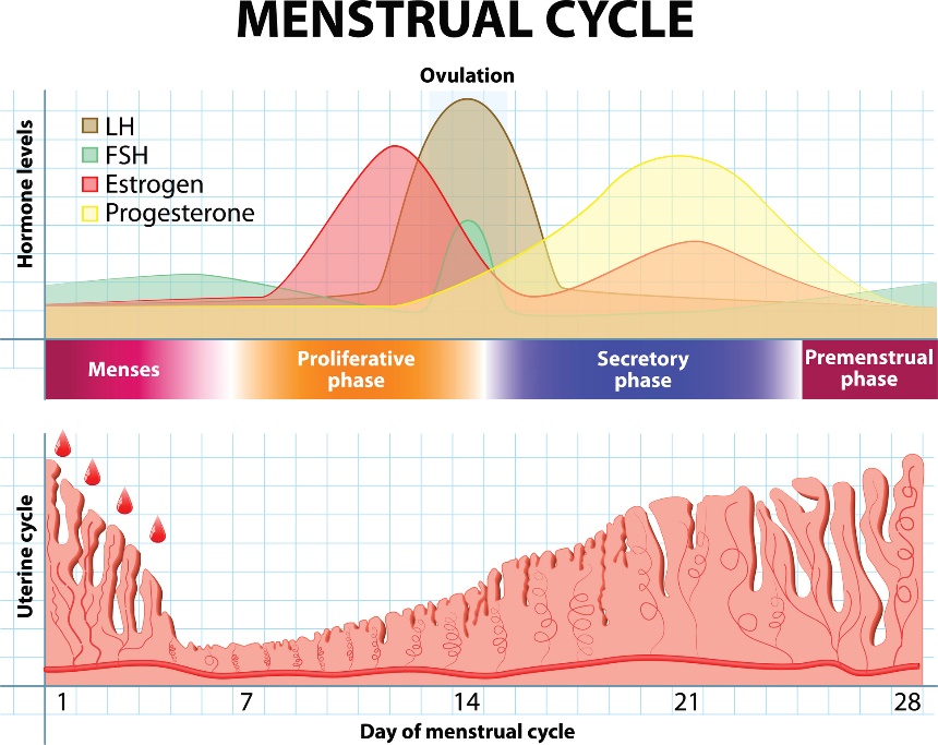 Menstrual cycle and changes in hormones and uterine lining over time.