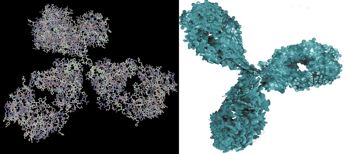 Molecular imaging of a monoclonal antibody - a biological drug