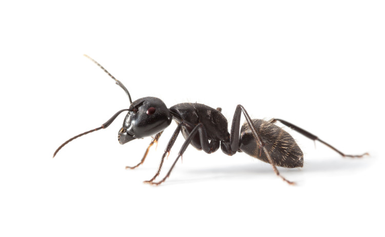black ant in profile on white background