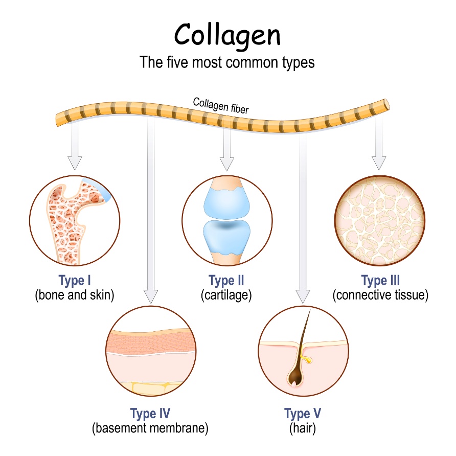 The most common types of collagen in the human body