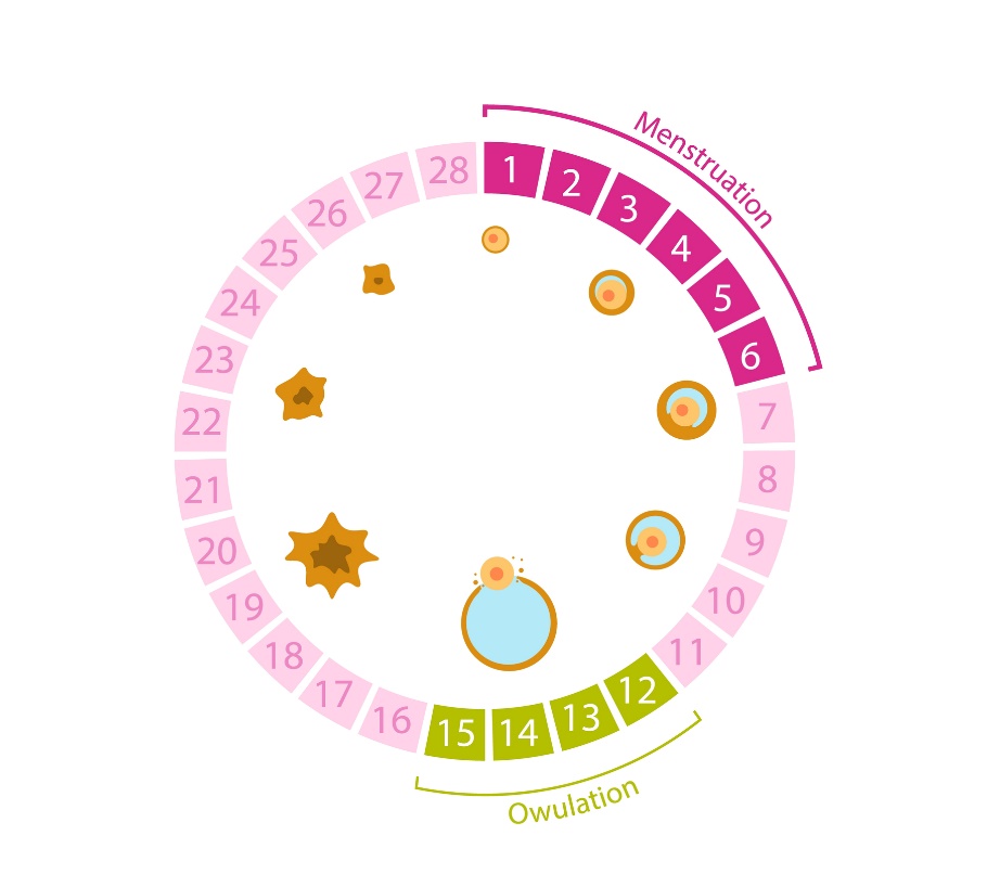 Ovarian cycle 28 days