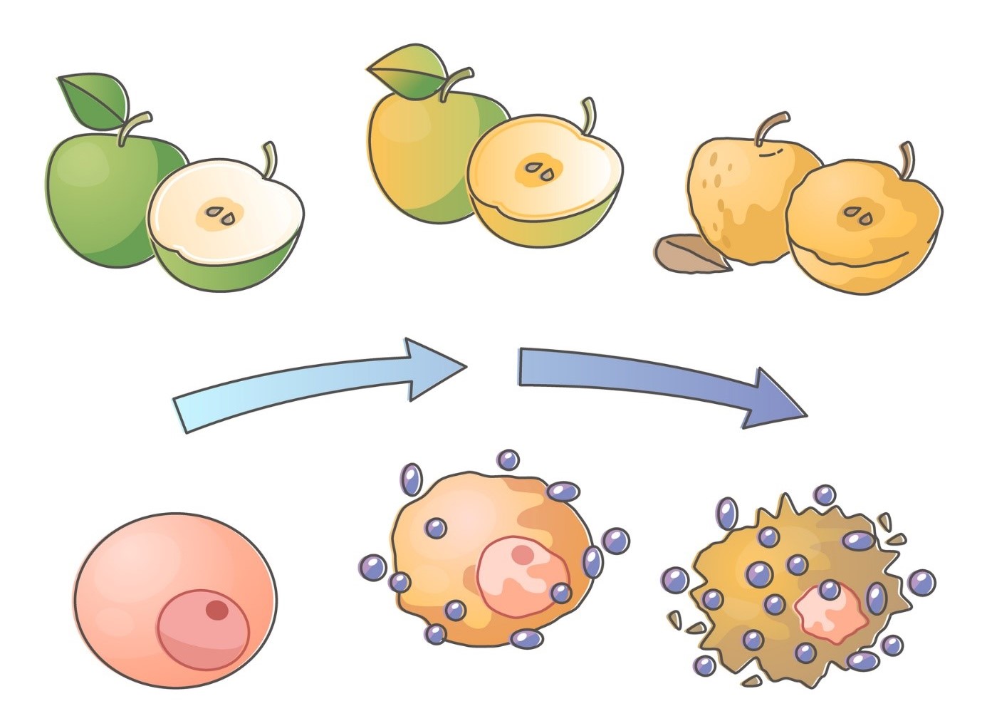 Oxidative stress - illustration of apple and cell decay
