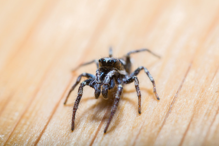 black spider, front shot, on pale brown background