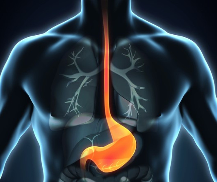 Model of the digestive system, oesophagus, stomach