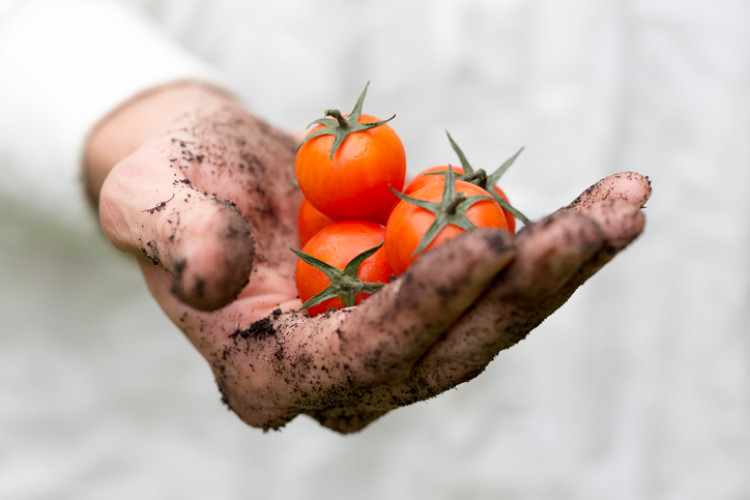 dirty hand holding tomatoes