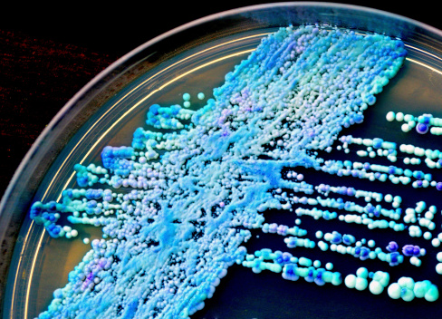 blue mould on a petri dish