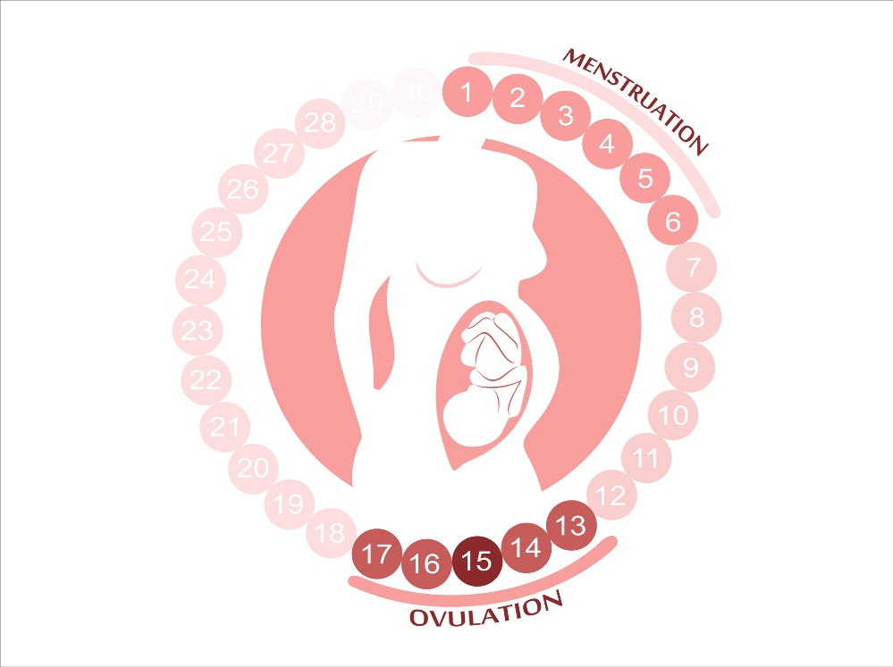 The female cycle: menstruation, ovulation and fertile periods