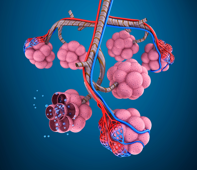 Model of the lung chamber, i.e. alveolus, pulmonary vessels, oxygen molecules