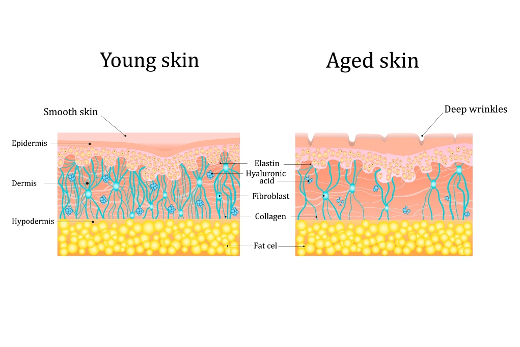 Skin at a young and older age