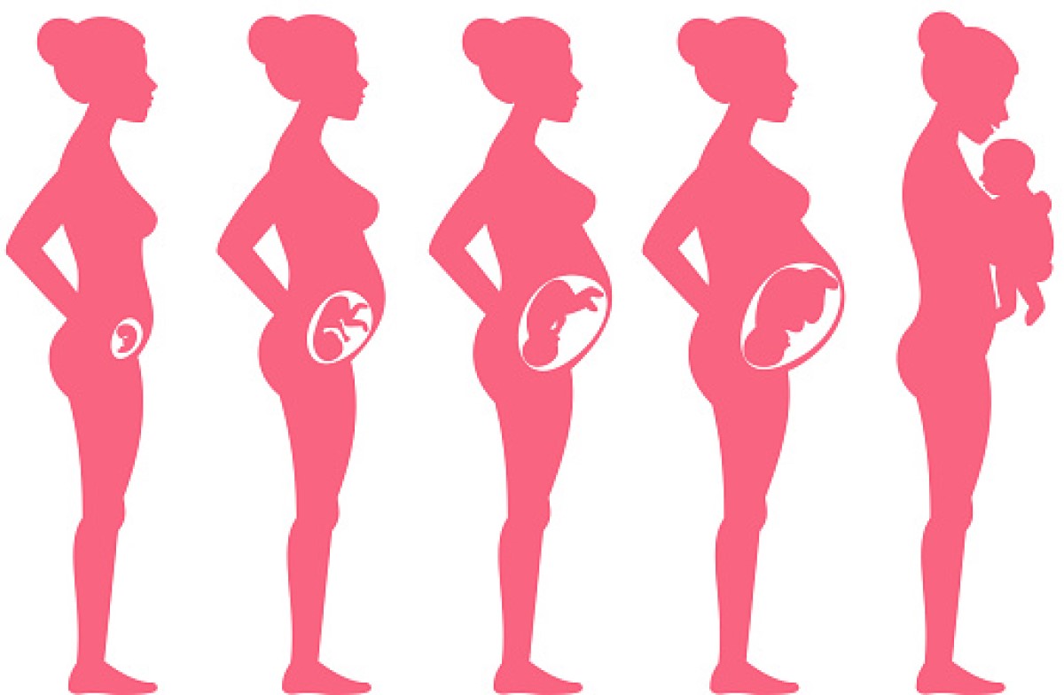 Pregnancy by weeks how does pregnancy and fetal development proceed
