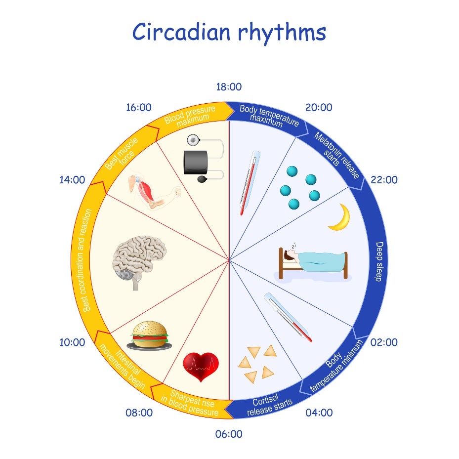 Example of circadian rhythm, melatonin secretion and body function