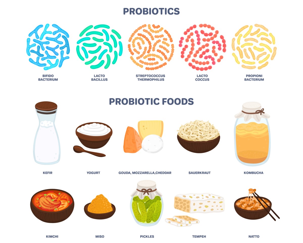Probiotics: probiotics in the diet that modify the bacterial balance and function of the digestive tract - kefir, yogurt, cheese - gouda, mozzarella, cheddar, kombucha, kimchi, pickles, etc.