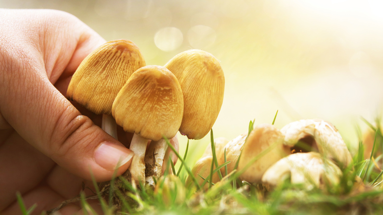 A man's hand plucking a mushroom from the grass