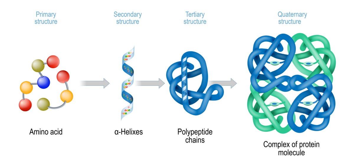 Protein structure - schematic representation