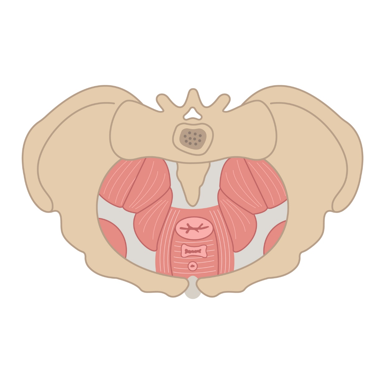 Pelvic floor muscles and muscle sphincters. Female pelvis - anatomical view from above