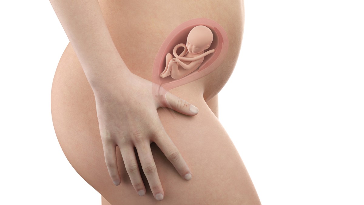 Pregnant woman and anatomical view of the fetus in utero at 21 weeks of pregnancy
