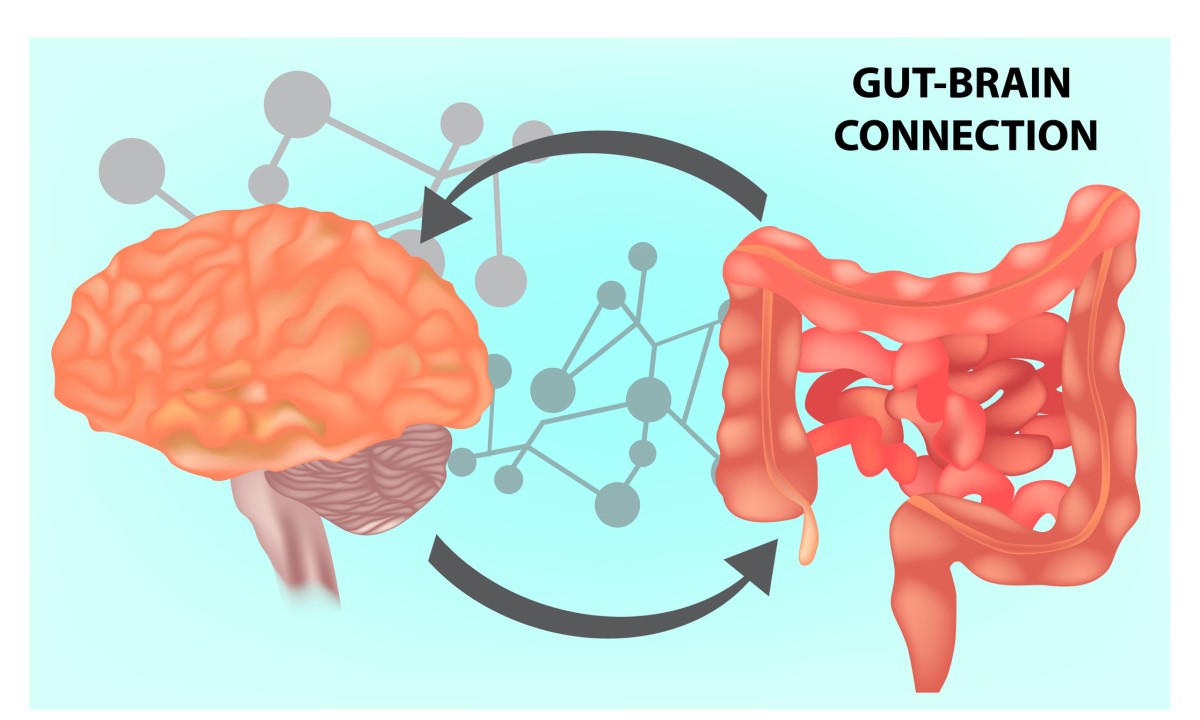 The gut-brain connection: connecting the brain and the small intestine