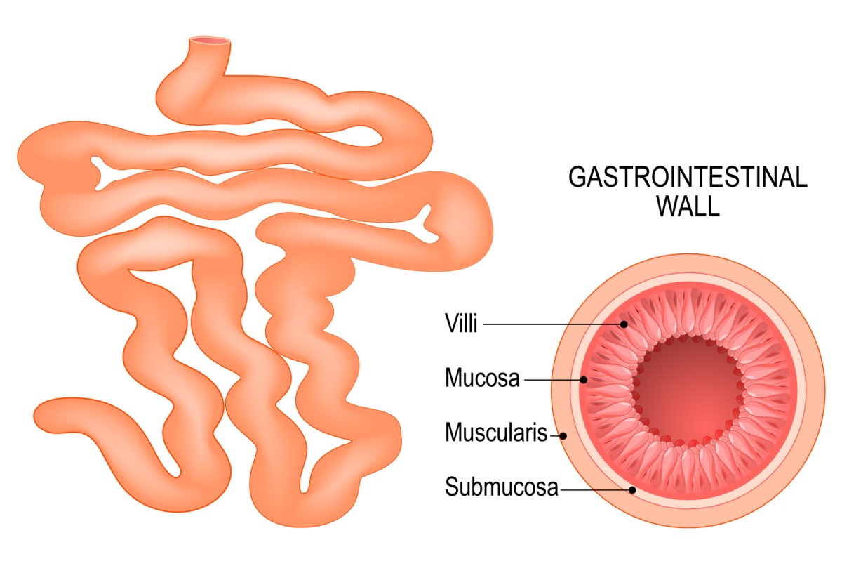 The small intestine and the composition of the intestinal wall: villi, mucosa, submucosa and muscularis.