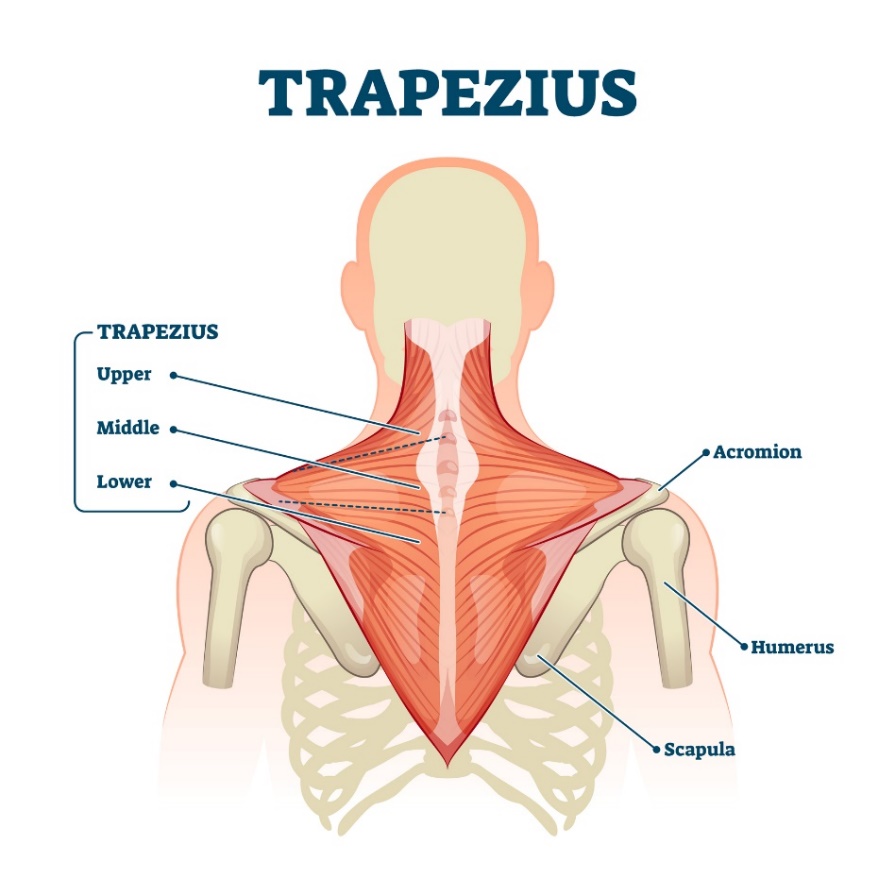 Trapezius muscle (musculus trapezius) - the upper, middle and lower fibers of the muscle. Acromion (the process of the scapula above the shoulder joint, Humerus - humerus, Scapula - scapula).