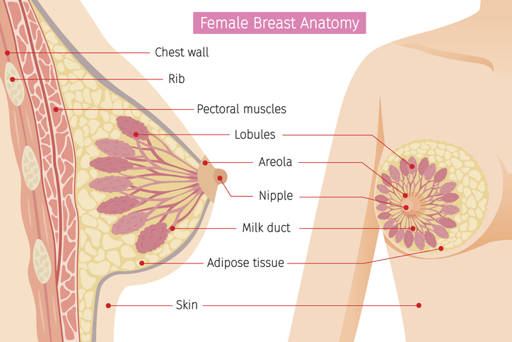 Anatomy of female breasts