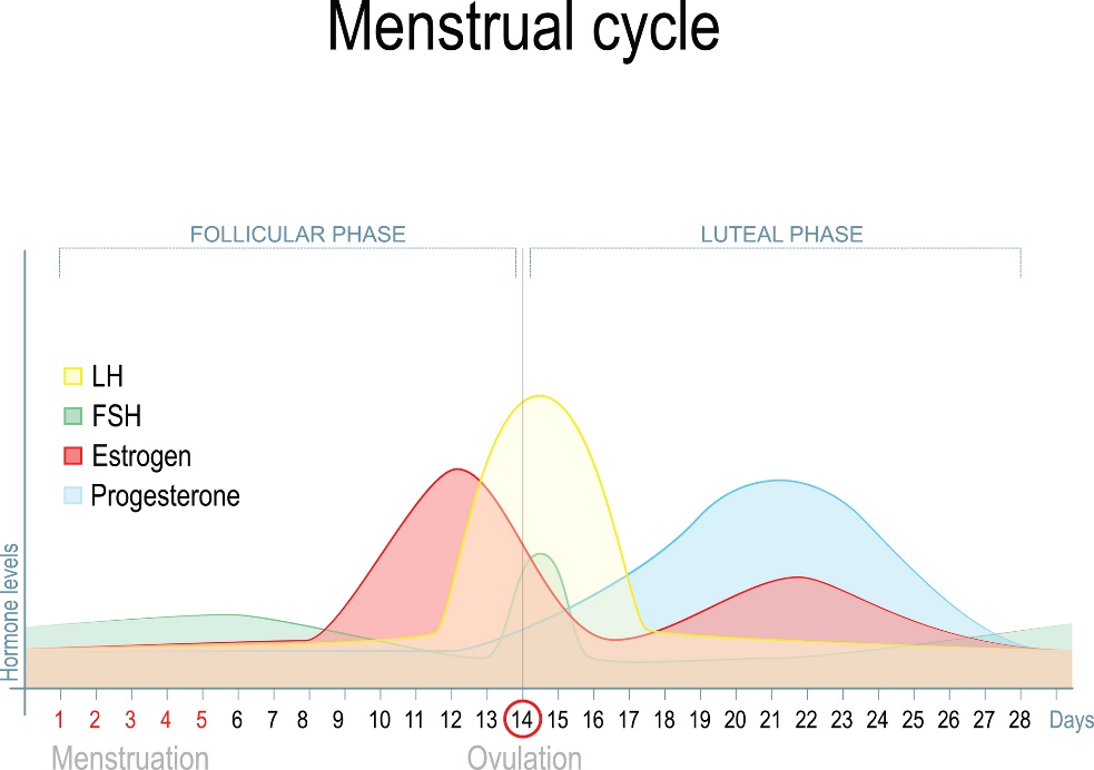 Change in sex hormone levels during the menstrual cycle