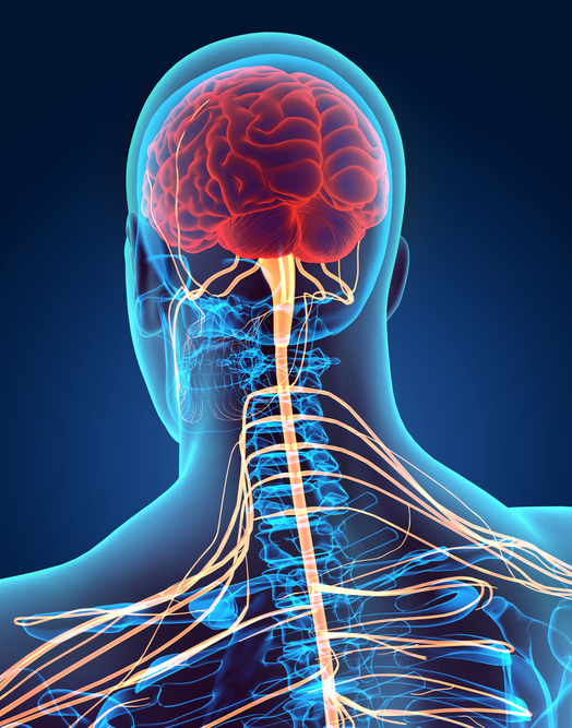 human nervous system, brain, spinal cord, nerves