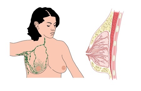 lymph nodes of the chest