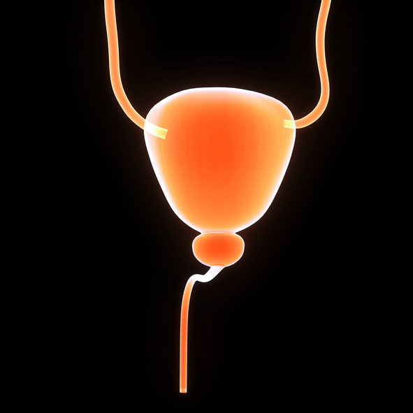 urinary system, ureters, bladder, prostate, urethra