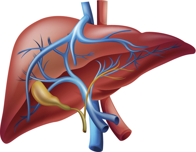Liver and portal circulation model