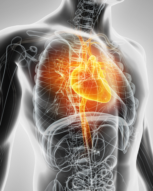 Model heart, cardiovascular system, respiratory and digestive system