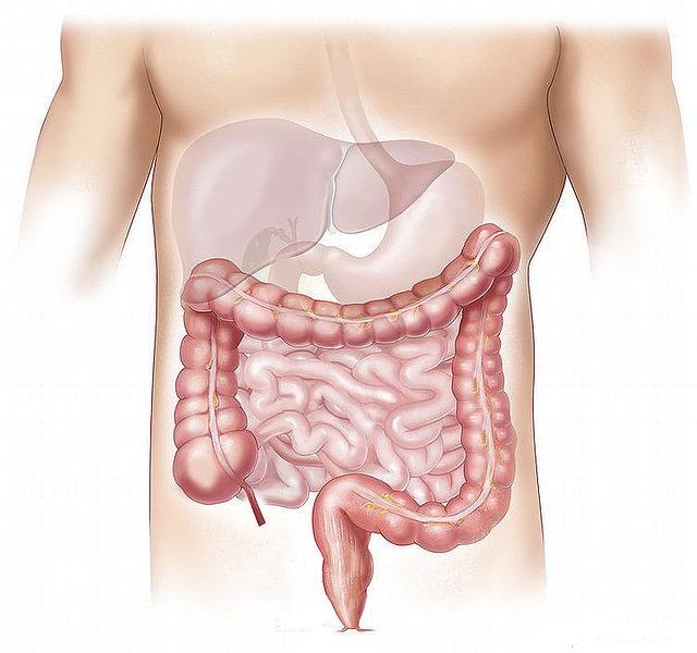 Model, digestive system, stomach, liver, intestines