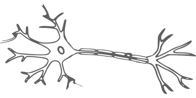 nerve cell, neuron