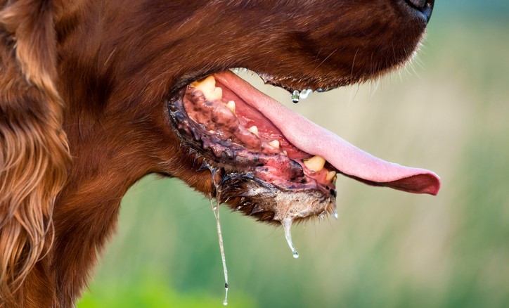 Drooling in a dog, possible transmission of diseases such as rabies