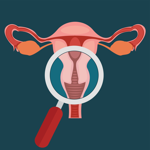 Model of female genital tract, vagina, cervix, uterus, fallopian tubes, ovaries, magnifying glass