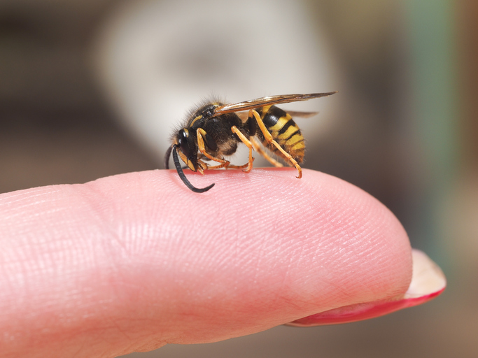 A wasp sitting on a finger, a sign of allergy to insect bites