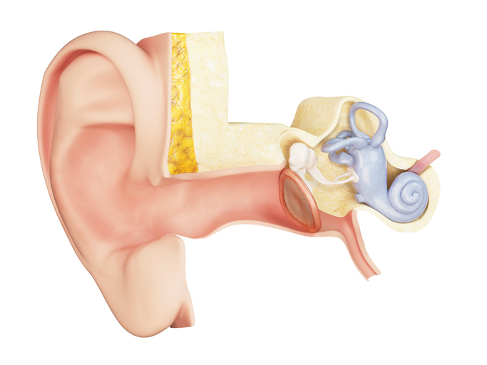 middle ear anatomical view