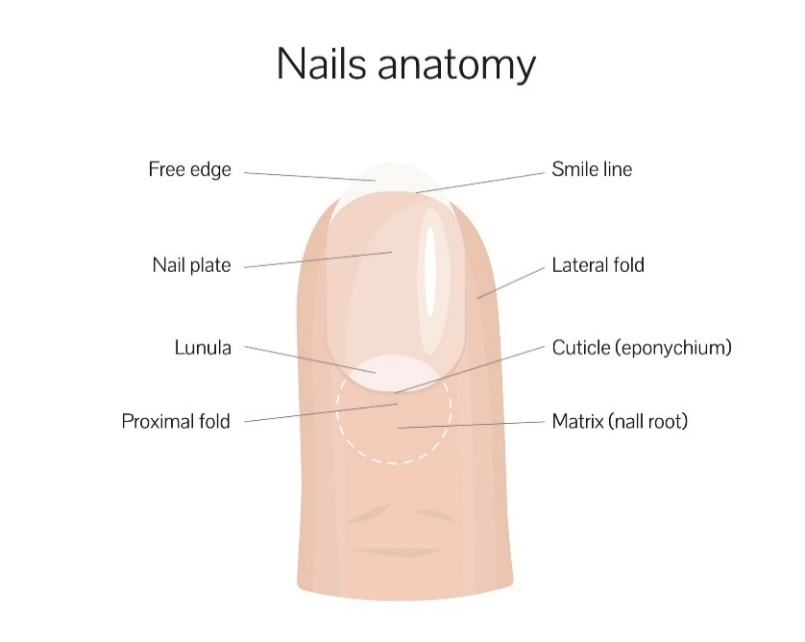 Nail structure: free edge, smile line, nail plate, lateral fold, lunula, proximal fold, nail root (matrix)