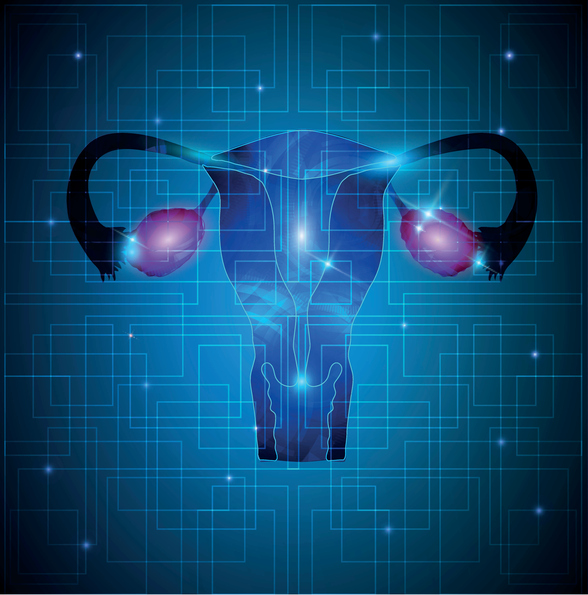 Representation of the female reproductive system: ovaries, fallopian tubes, uterus, cervix, vagina.