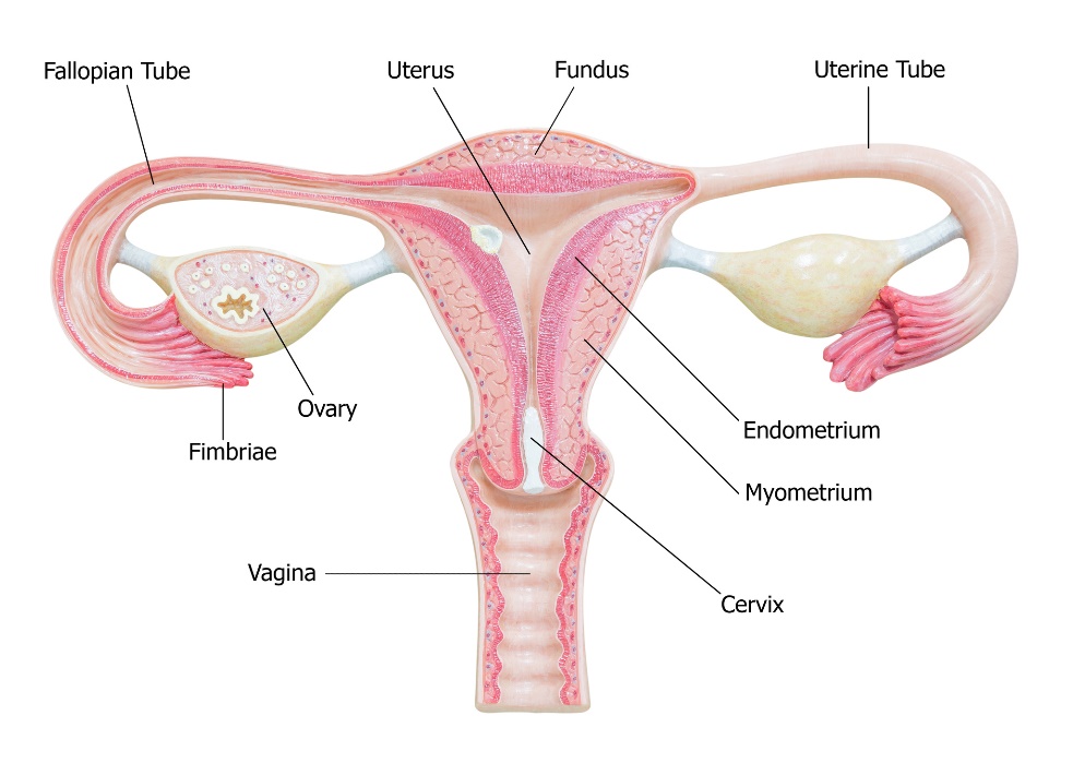 Composition of the ovaries