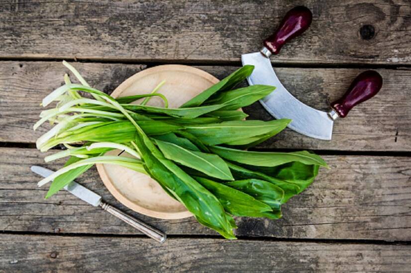 Benefit from the effects of bear garlic. Where is it found and can it be grown?