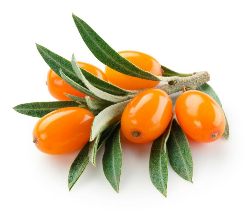 What are the health benefits of sea buckthorn? How is it grown?