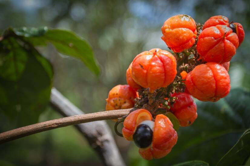 What is guarana - paulina? What are its desirable and undesirable effects?