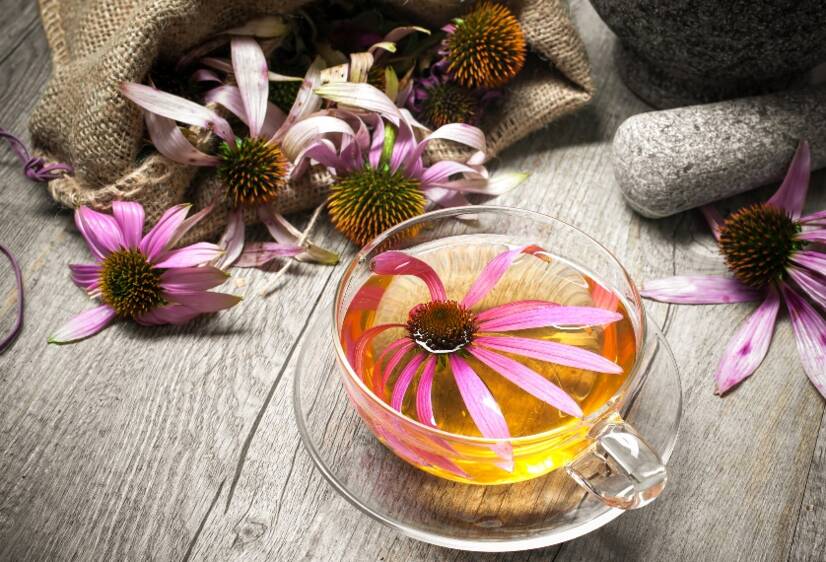 Echinacea and health effects. Natural immunity support? + Growth