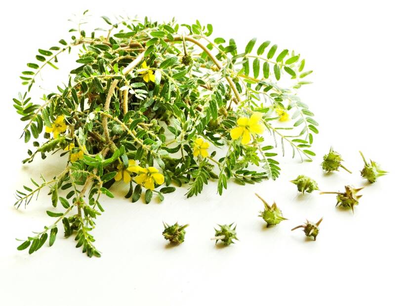 Tribulus terrestris and effects. Does it support libido and performance?