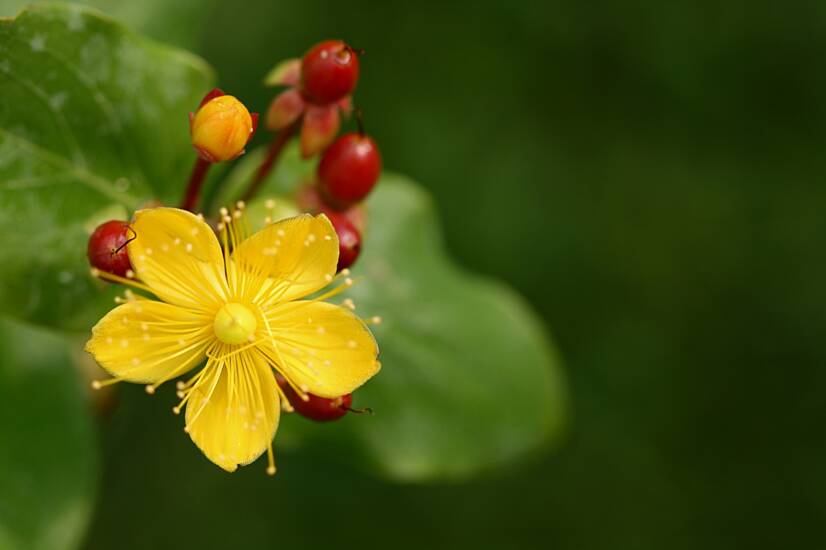 St. John's Wort: What is it and what are its effects? + side effects