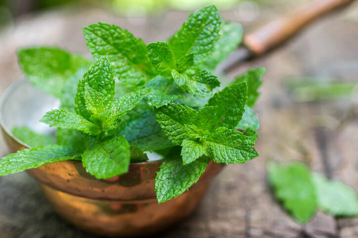 Mint and its health benefits. How to use and grow it?